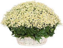 Цветочная композиция из Ромашки в корзине #REPLACE_PRED# Калининской Ростовской области